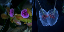 Load image into Gallery viewer, Kuedo : Slow Knife (LP,Album)